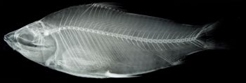 Media type: image;   Ichthyology 20346 Aspect: lateral xray